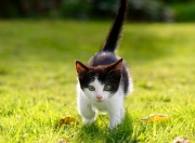 开云体育官方网站-年度焦点之战之夜，罗德里戈关键战不手软