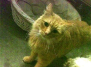 开云体育入口-奥运周期关键战之夜，伊萨克高光表现照亮晋级之路