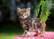 开云体育-2026世界杯焦点战前瞻，战术纪律与团队韧性，几内亚如何稳稳拿下荷兰？