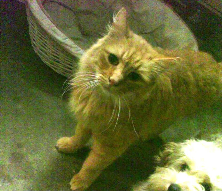 奥运周期关键战之夜，伊萨克高光表现照亮晋级之路