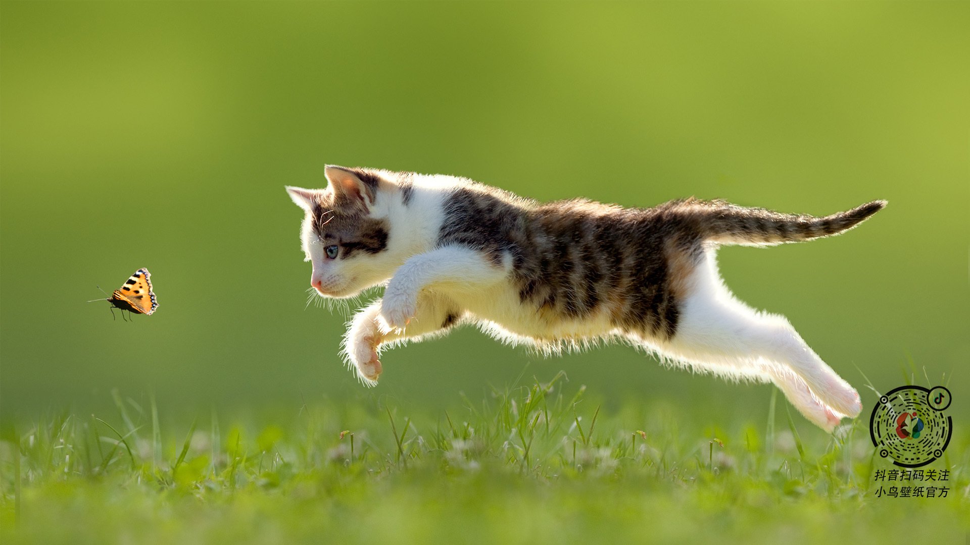 黄蜂单节拉开北京队,马克西大场面先生